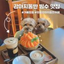 강아지맛집 | 강아지동반 카페 홍시빙수 맛집 가배정원 방문 후기