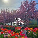 당진시농업기술센터 | 당진 꽃구경은 튤립과 겹벚꽃이 있는 당진시농업기술센터로!!