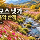 코스모스 냇가 이미지