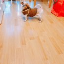 강화 석모도 애견동반 펜션 : 석모도스케치펜션