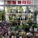 미림플라워 이미지