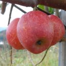 효은농장 이미지