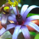 시계초(Fassiflora) 사진 1 이미지