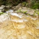 소나무세상 이미지