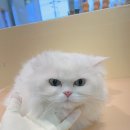 무마취 고양이 미용실 반할고양 이미지