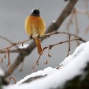 나무와새 이미지