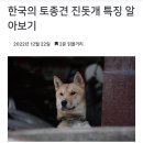 한국의 토종견 진돗개 특징 알아보기 이미지