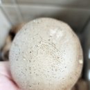 금성표고농장