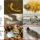 하늘소 농장 이미지