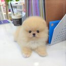 강아지분양 꽃강아지 중랑점 이미지