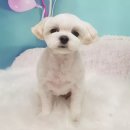 그루밍조이 이미지