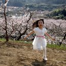 복사꽃피는마을 이미지