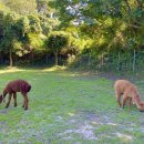 레오목장 2 이미지