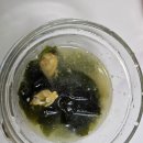 도담숯불구이 | 단체도시락 단체주문 본도시락 바싹불고기 숯불닭구이 한상 솔직 후기
