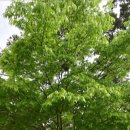 청포대숲속야영장 이미지