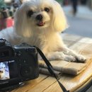몽실이