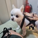 오락반장요미 이미지