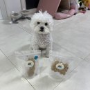 개밥짓는남자