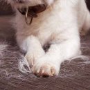 미래펫미용 이미지