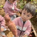 사랑별반 고구마를 수확했어요! 🍠 이미지