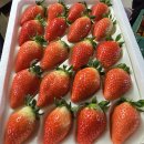 호왕농장 | 류권호농원 설향딸기 추천 후기｜겨울에 더 맛있는 논산딸기