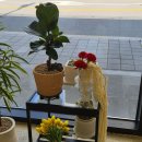 바즈플라워 | 광주24시꽃집 주월동 '인바즈 플라워' 웨딩생화부케 후기