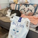 (주)에스코리아 노동조합 | 고양이모래 추천!! 고양이 벤토나이트 &lt;에스클래스펫 화이트 제올라이트&gt;