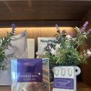 마인드플러스 | 다이어트 정체기 돌파! 닥터래시오 플러스+ 복용 2주 후기 (체중감량/식단유지 팁)