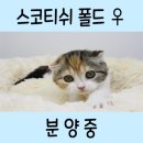 야옹아 멍멍해봐 아산점 이미지