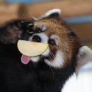 귀여운 레서판다(Red Panda) 모음.gif 이미지