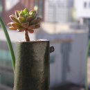 올리브장미