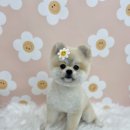 트리밍153 이미지