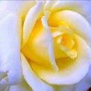 고엽 (枯葉. Les Feuilles Mortes) 이브 몽땅 (Yves Montand) 외 2 이미지