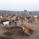 김선자 농장 이미지