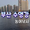 수영강 농어낚시 이미지