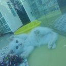 길동물병원 이미지