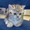 도그마루 강아지고양이 청주점 이미지