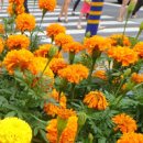 메리골드 이미지