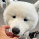 해운대도그워커 이미지