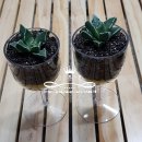 반려식물 원예화분 공예 이미지