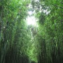 대나무숲길 이미지