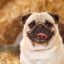 호평동물병원 이미지