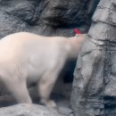 라바콘 갖고 노는 꼬마 북극곰 이미지