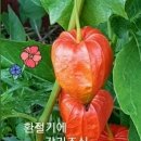 국내여행 ㅡ지역별 코스 총망라ㅡ 설악산국립공원ㅡ 동해: 무릉계곡 ㅡ 평창: 이효석문화마을 ㅡ 인제: 방태산자연휴양림 ㅡ 이미지