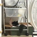 분당고양이분양 고사남 이미지