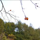 금광농원 이미지