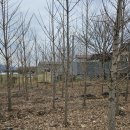 은행나무 농장 이미지