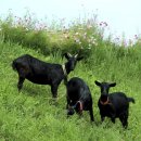 힘찬흑염소 이미지