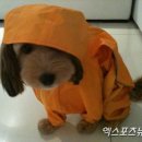 순심이 이미지