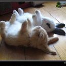 포켓하우스 이미지